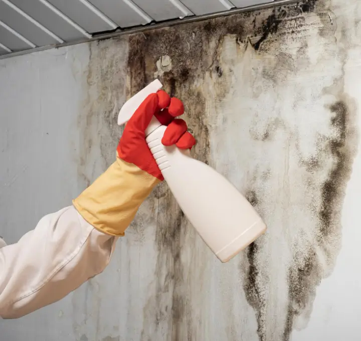 Mold Remediation Miami